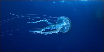 De quoi la méduse est-elle composé à 95 % ?