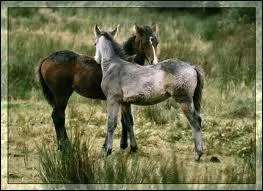 Quel animal sympathique et robuste est originaire du Connemara