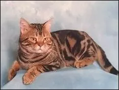 Quelle est sa race ?