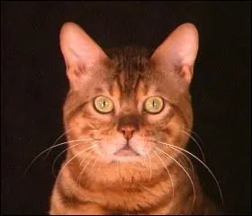 Quelle est sa race ?