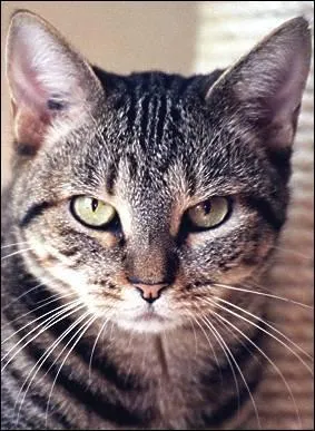 Quelle est sa race ?