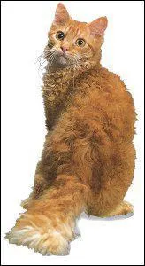 Quelle est sa race ?