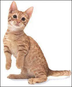 Quelle est sa race ?