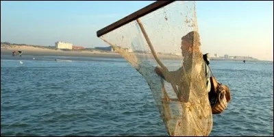 Laquelle de ces épuisettes sert à pêcher des crevettes ?