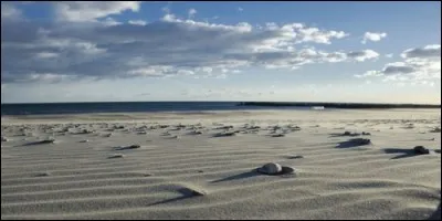 Quel animal peut vivre sur la plage ?