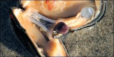 Quel bébé crustacé trouve-t-on parfois dans les moules ?