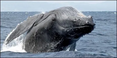 Quel animal est connu pour ses chants ?