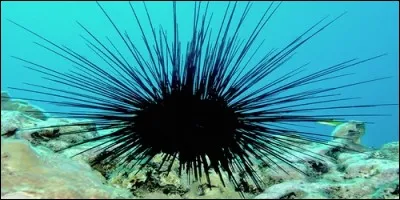 L'oursin a des yeux et des oreilles.