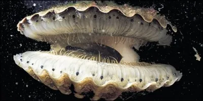 Comment appelle-t-on un coquillage à deux coquilles ?
