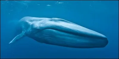Combien de temps environ une baleine bleue peut-elle vivre ?