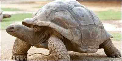 Les tortues ont des dents.
