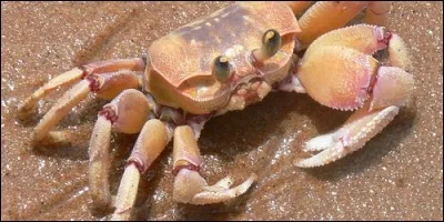 Certains crabes marchent de côté.