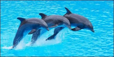 Comment appelle-t-on la famille des dauphins ?