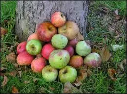 D'o vient le terme 'tomber dans les pommes' ?