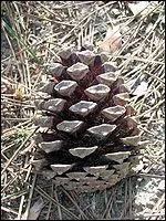 Quelle est cette 'pomme de pin' ?