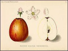 Cette pomme un peu allonge est une Pigeonnet. Laquelle de ces propositions ne correspond pas  cette pomme ?