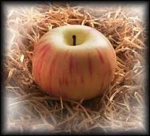 Quelle est cette pomme ?