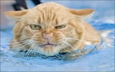 Attitude bonne ou mauvaise .