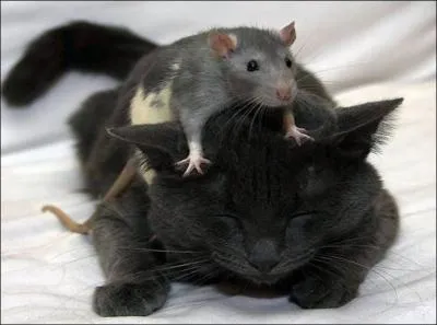 C'est ' vilain' ... .