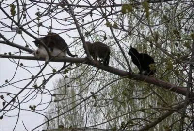 C'est bien ... . humain mais pas assez !