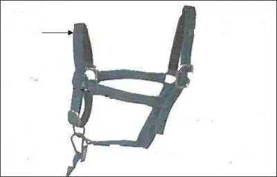 Comment s'appelle cette partie du licol ?