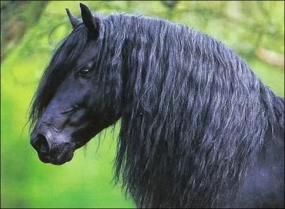 Quelle est la race de ce cheval ?