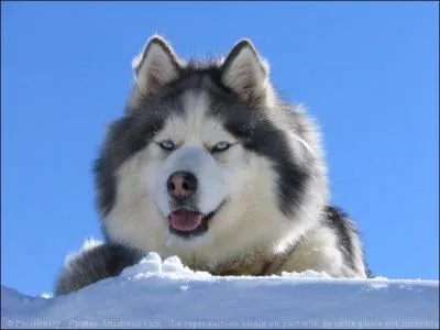 Quelle est sa race ?