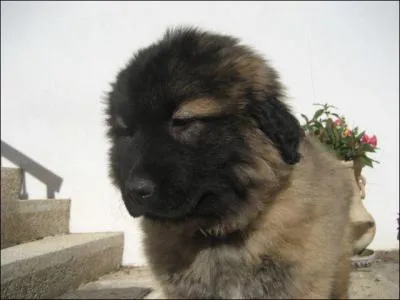 Quelle est sa race ?