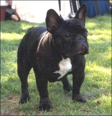 Quelle est sa race ?