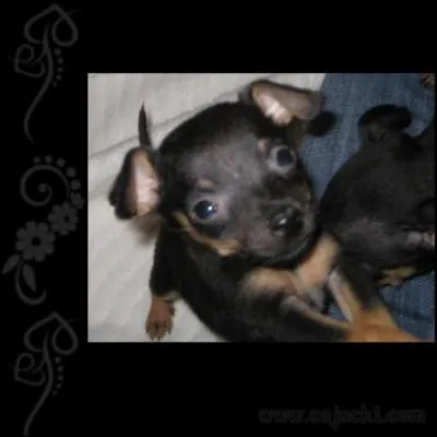 Quelle est sa race ?