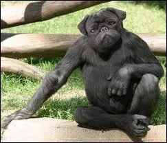 Lequel de ces animaux n'existe pas ? (l'orthographe compte)