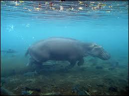 Quel rythme de vie adopte l'hippopotame (sauvage) ?