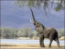 Dans un groupe d'éléphants le "chef" est ...