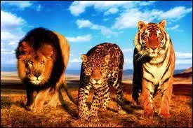 Quel est le plus gros félin (non hybride) ?