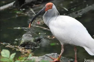 Comment s'appelle cet oiseau ?