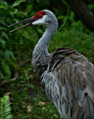 Comment s'appelle cet oiseau ?