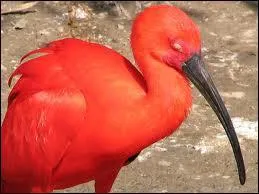 Comment s'appelle cet oiseau ?