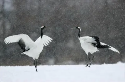 Comment s'appelle cet oiseau ?