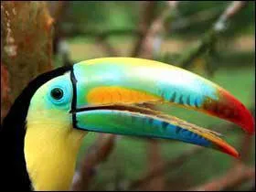 Comment s'appelle cet oiseau ?