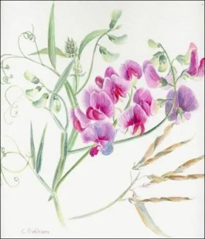 Grimpante ou rampante, on me nomme également "pois de senteur", je suis...