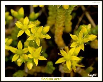 Petites fleurs jaunes, étoilées, nous vivons en montagne sur les rochers. Qui sommes-nous ?