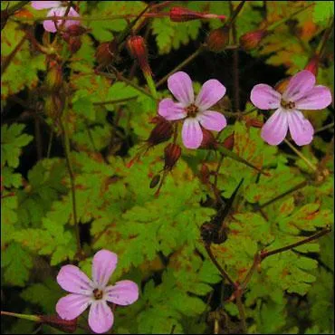 Je sens très mauvais quand on me touche. Qui suis-je ?