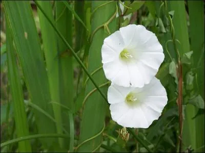 Je grimpe aux haies, mon nom est...