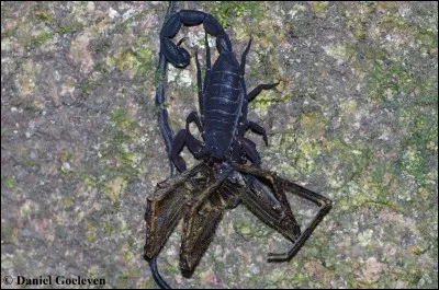 Anantheris Guyanensis est un scorpion end&eacute;mique &agrave; la Guyane !