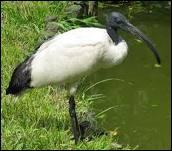 Comment s'appelle cet ibis ?