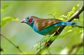 Comment s'appelle ce superbe petit oiseau trs rpandu en Afrique centrale, du Sngal  la Mer Rouge ?