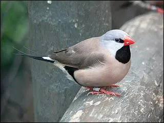 De nouveau en Austalie avec cet oiseau vivant plus prcisment dans le Queensland :