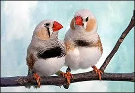 Restons sur ce continent avec le plus connu de tous ...