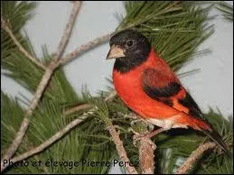 Vivant en Amrique du Sud et dans quelques les des Antilles, voici le ...