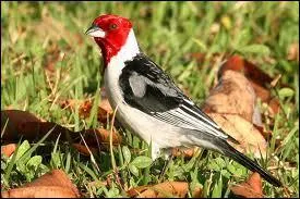 Quel est cet oiseau qui nidifie dans les taillis et clairires du Brsil ?